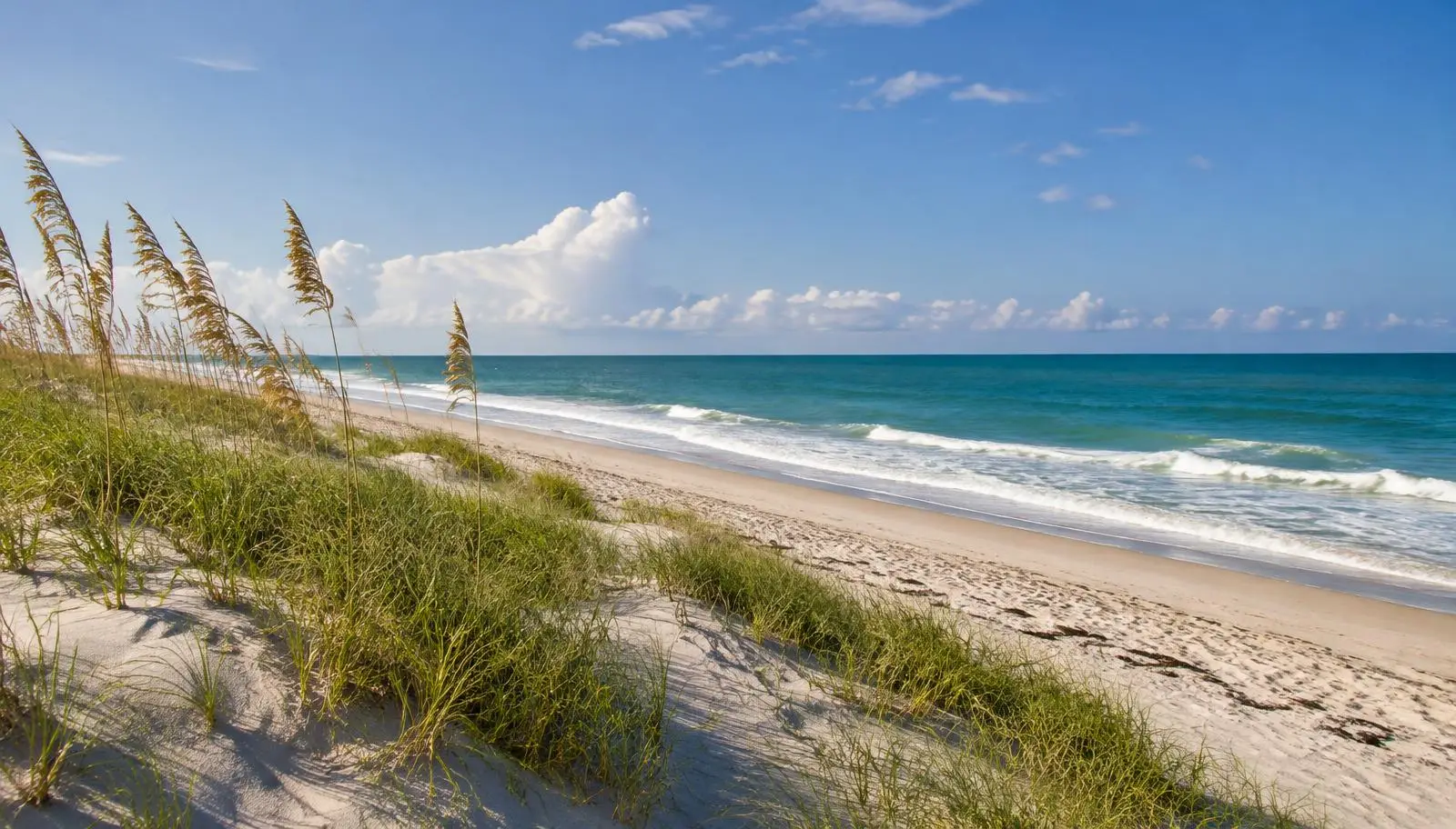 Sea oats on a sandy dune above a quiet Treasure Coast beach under a bright blue sky